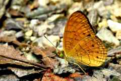 Leopard, Small. Phalanta alcippe alcesta. Hulubalang Kecil. Male