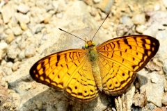 Leopard, Small. Phalanta alcippe alcesta. Hulubalang Kecil. Male..IMG_1949.web