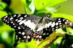 Lime Butterfly. Papilio demoleus malayanus. Ceria Limau.IMG_7865rs