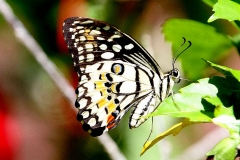 Lime Butterfly. Papilio demoleus malayanus. Ceria Limau. IMG_7854.web.1