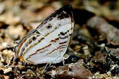 Map, Marbled. Cyrestis cocles earli-f. earli. Male?. Peta Marmar jenis. earli. 22.8.13 .3N2A3080.web_