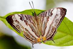 Map, Marbled. Cyrestis cocles earli. Peta Marmar -f. earli. Male?. Peta Marmar jenis. earli. 22.8.13.3N2A3060.web_