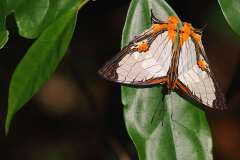 Map, Straight Line. Cyrestis nivea nivalis. Peta Garis Lurus. Male.IMG_0772rs.1