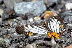 Mapwing, Common. Cyrestis maenalis martini. Peta. Male.3N2A8319rs