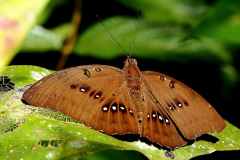 Marquis, Great. Bassarona dunya dunya. Orangbesar Agung. Male..IMG_0663rs