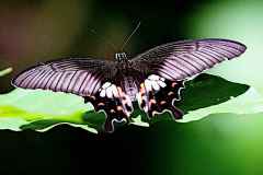 Mormon, Common. Papilio polytes romulus-f.polytes. Ceria Sesumpah Biasa jenis polytes. Female. 13.3.31-.IMG_2237web.2