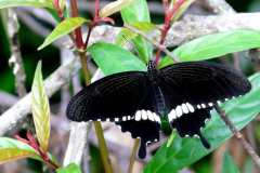 Mormon, Common. Papilio polytes romulus.Ceria Sesumpah Biasa. Male.IMG_9779rs.1