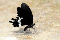 Mormon, Common. Papilio polytes romulus. Ceria Sesumpah Biasa. Male.IMG_8336rs