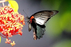 Mormon, Great. Papilio memnon agenor. Ceria Sesumpah Besar.  Female.IMG_6211.web.1