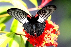 Mormon, Great. Papilio memnon agenor. Ceria Sesumpah Besar. Female.IMG_6255.web.1