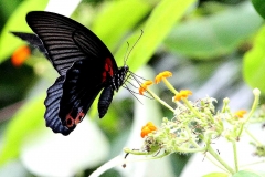 Mormon, Great. Papilio memnon agenor. Ceria Sesumpah Besar. Male.IMG_9661.web.1