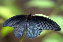 Mormon, Great. Papilio memnon agenor. Ceria Sesumpah Besar. Male.IMG_4396.web.1