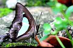 Nawab, Common. Charaxes athamas athamas. Nawab.-13.8.14.IMG_4974rs.1