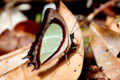 Nawab, Indian Yellow, Charaxes jalysus jalysus. Nawab Kuning India.-13.2.6.IMG_4274rs