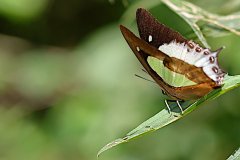 Nawab, Southern (or Plain). Charaxes  hebe chersonesus. Nawab Selatan. Male. 24.5.27.9O0A8956.web_