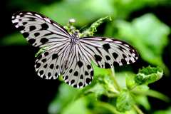 Nymph, Smaller Wood. Ideopsis gaura perakana.Rimau Bidadari Kecil.3N2A7053rs.2