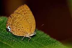 Oakblue, Broad Yellow. Arhopala amphimuta amphimuta. Biru-pohon Kuning Lebar. 22.7.23. 3N2A2454.web_