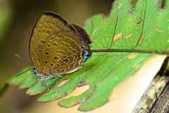 Oakblue, Broad Yellow. Arhopala amphimuta amphimuta. Biru-pohon Kuning Lebar. 23.5.9.9O0A5191.web_