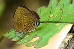 Oakblue, Broad Yellow. Arhopala amphimuta amphimuta. Biru-pohon Kuning Lebar. 23.5.9.9O0A5191.web_