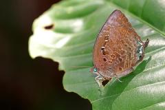 Oakblue, Common (or Centaur). Arhopala centaurus nakula. Biru-pohon. 24.4.30 .9O0A8728.web_