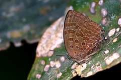 Oakblue, Delta Dull. Arhopala delta. Biru-pohon Pudar Delta. 23.3.18.9O0A4789-1.web_