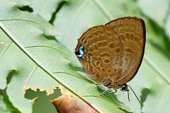 Oakblue, Langkawi Yellow. Arhopala norda ronda. Biru-pohon Kuning Langkawi. 20.8.13.3N2A6813-1.web_