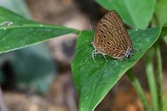 Oakblue, Large Mergui. Arhopala cleander aphadantas. Biru-pohon Mergui Besar. 23.3.18.9O0A4793.web_