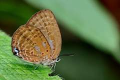 Oakblue, Major Yellow. Arhopala major major. Biru-pohon Kuning Melaka. 24.8.12 .9O0A9950.web_