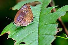 Oakblue, Malayan. Arhopala myrzala lammas. Biru-pohon Malaya. 24.6.25 .9O0A9335.web_