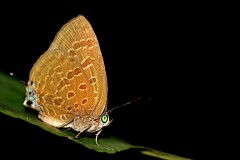 Oakblue, Tailed Disc. Arhopala atosia malayana. Biru-pohon Cakera Berekor. 22.6.15.3N2A1256.web_