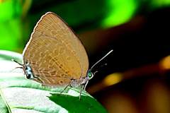 Oakblue, Tailed Disc. Arhopala atosia malayana. Biru-pohon Cakera Berekor. 24.8.1 .9O0A9767.web_