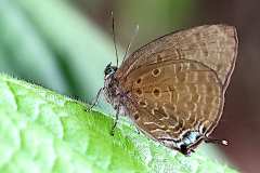 Oakblue, de Nicéville’s Dull.  Arhopala agrata agrata. Biru-pohon Pudar Dataran. 24.4.30.9O0A8723.web_