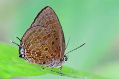 Oakblue, de Nicéville’s Dull.  Arhopala agrata agrata. Biru-pohon Pudar Dataran. 24.8.12.9O0A9936-1.web_