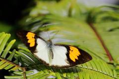 Orange Tip, Cream. Ixias alticola.  Dendang Krim. 13.6.14 .IMG_0542.web_