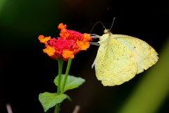 Orange Tip, Cream. Ixias alticola.  Dendang Krim. 15.3.31.3N2A5685.web_