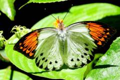 Orange Tip, Great. Hebomoia glaucippe aturia.  Dendang Besar. Male_.IMG_9400.web_