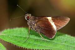 Palmer, White-tipped. Lotongus calathus calathus. SiPalma Ujung-Putih. 23.3.16 .9O0A4723.web_