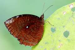 Palmfly, Common. Elymnias hypermnestra beatrice. Palma. 20.2.15 .3N2A4696.bk_.web_