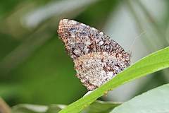 Palmfly, Dried-leaf. Elymnias saueri saueri. Palma Daun-kering. Female. 24.4.18.9O0A8503-1.web_