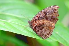 Palmfly, Dried-leaf. Elymnias saueri saueri. Palma Daun-kering. Male. 22.9.19 .3N2A3448.-1.1.web_