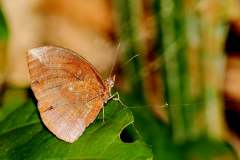 Palmfly, Pointed. Elymnias penanga penanga. Palma Tirus. 20.3.16-.3N2A5578dpi.web_