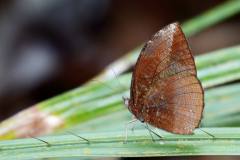 Palmfly, Pointed. Elymnias penanga penanga. Palma Tirus. 21.4.12. 3N2A9076.web_