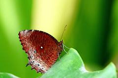 Palmfly, Tawny. Elymnias panthera panthera. Palma Perang. 23.8.8.9O0A7211.web_