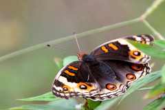 Pansy, Blue. Junonia orithya wallacei. Pesolek Biru. Female.13.2.22.IMG_7285dpi.rs_