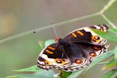 Pansy, Blue. Junonia orithya wallacei. Pesolek Biru. Female.13.2.22.IMG_7285dpi.rs_