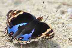 Pansy, Blue. Junonia orithya wallacei. Pesolek Biru. Male.3N2A3092dpi.rs_