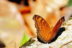 Pansy, Chocolate. Junonia hedonia ida. Pesolek Coklat.rs_.1