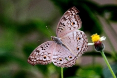 Pansy, Grey. Junonia atlites atlites. Pesolek Kelabu.IMG_8960.web.1