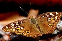 Pansy, Lemon. Junonia lemonias lemonias. Pesolek Lemon. Male.13.6.5.IMG_9618rs.1