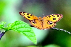 Pansy, Peacock. Junonia almana javana. Pesolek Merak.IMG_5928.web.1